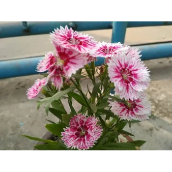 arali flower (21)-1144675-88416.webp